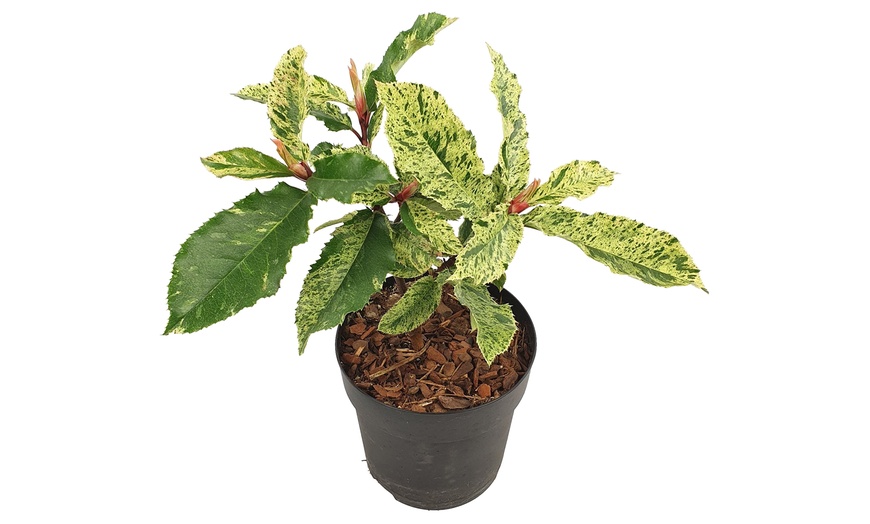 Image 2: 1, 2 o 3 arbustos Photinia serratifolia 