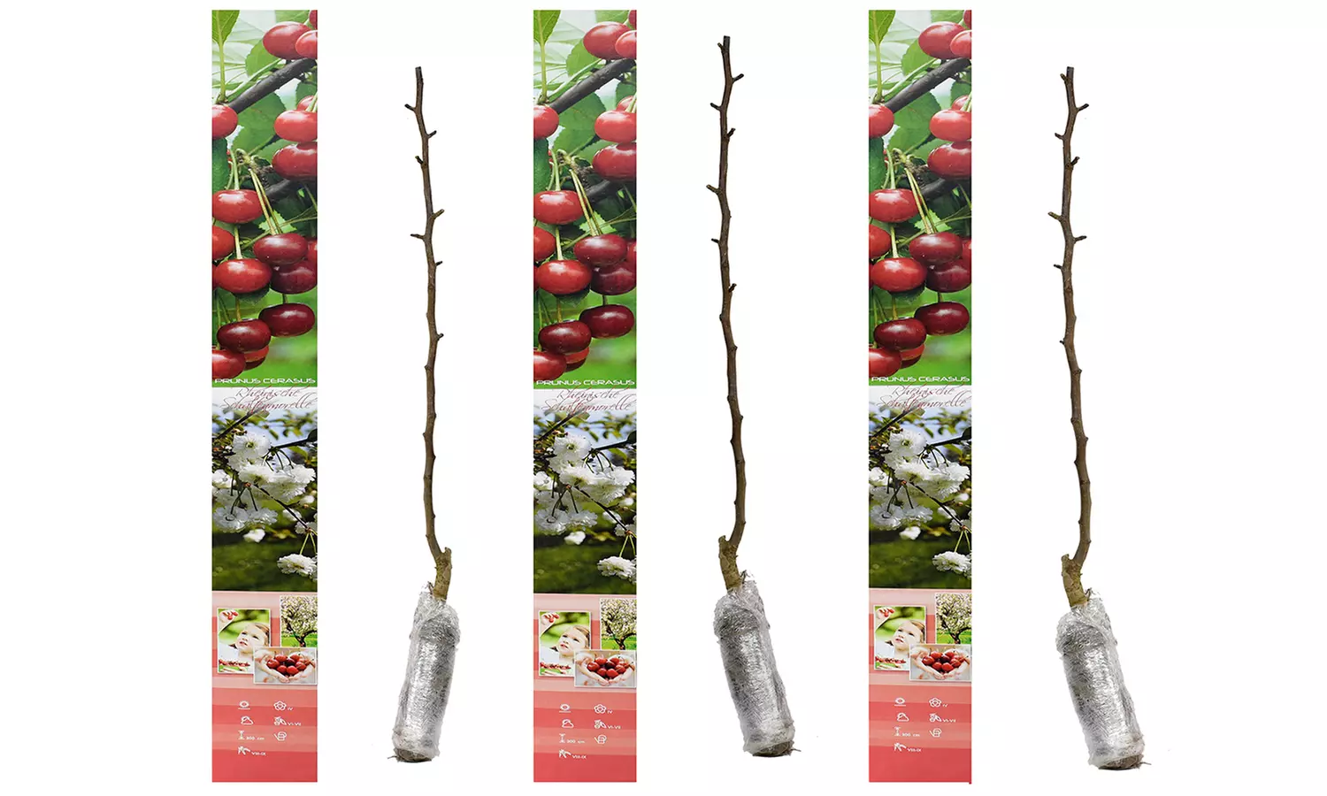 Conjunto de husillos de árboles frutales