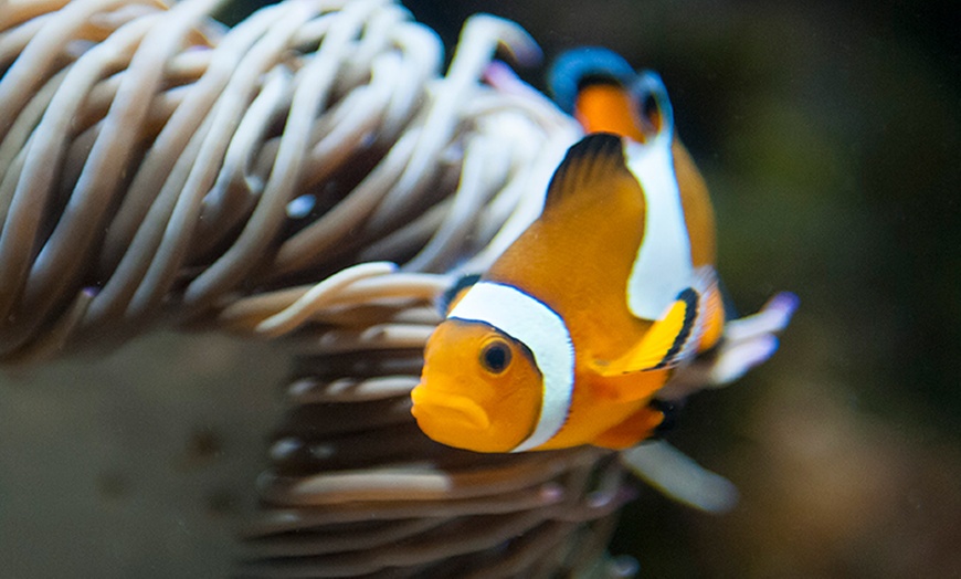 Image 11: Entrada de 1 día al Oceanogràfic