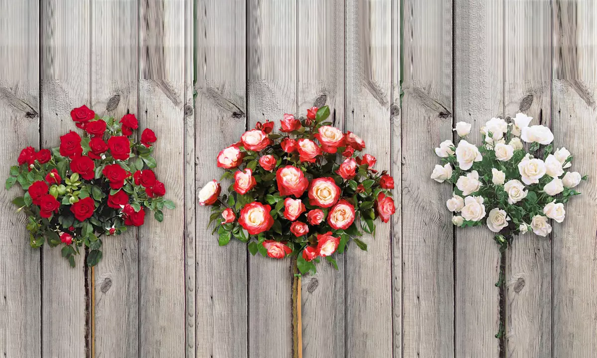 Lot de 3 ou 5 rosiers miniatures - Primary Image