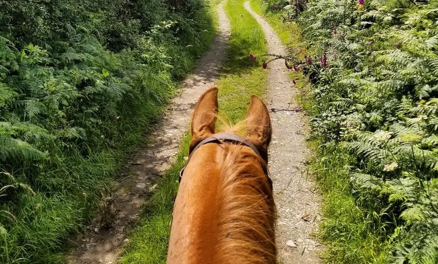 Image 4: One-Hour Horse Trekking at Wicklow Equitours