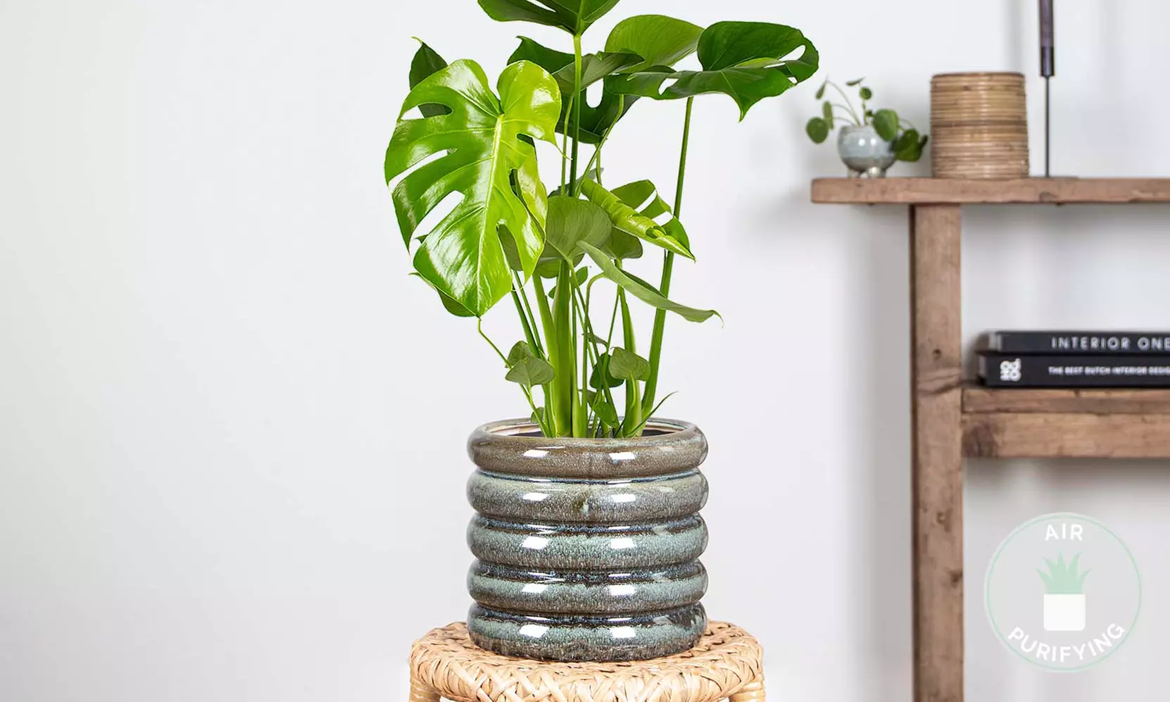 1 of 2 Monstera Deliciosa Gatenplanten van 50-60 cm of 70-80 cm