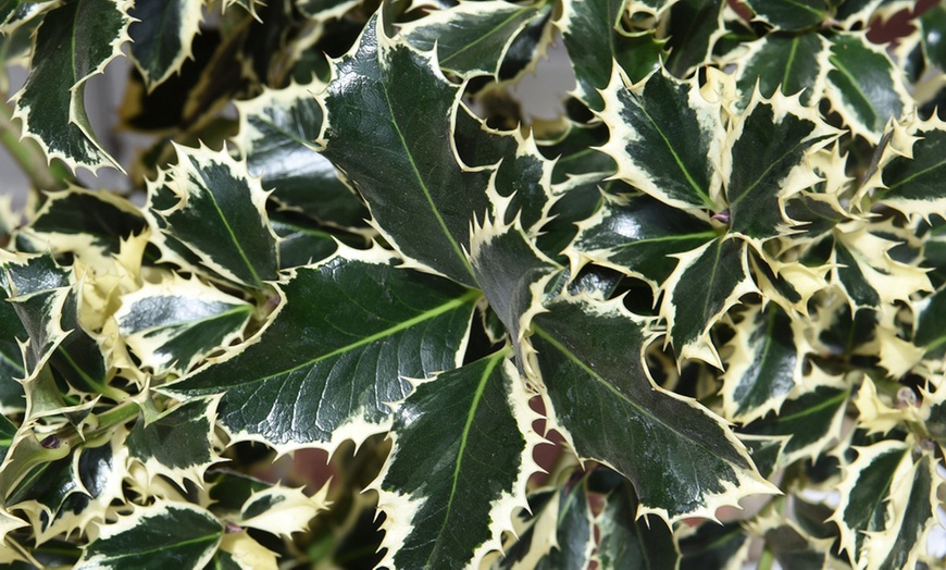 Image 2: One or Two Holly 'Argentea Marginata' Standard 2-Litre Potted Plants