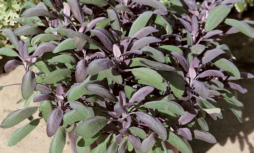 Image 10: Sunny Border Hardy Shrubs