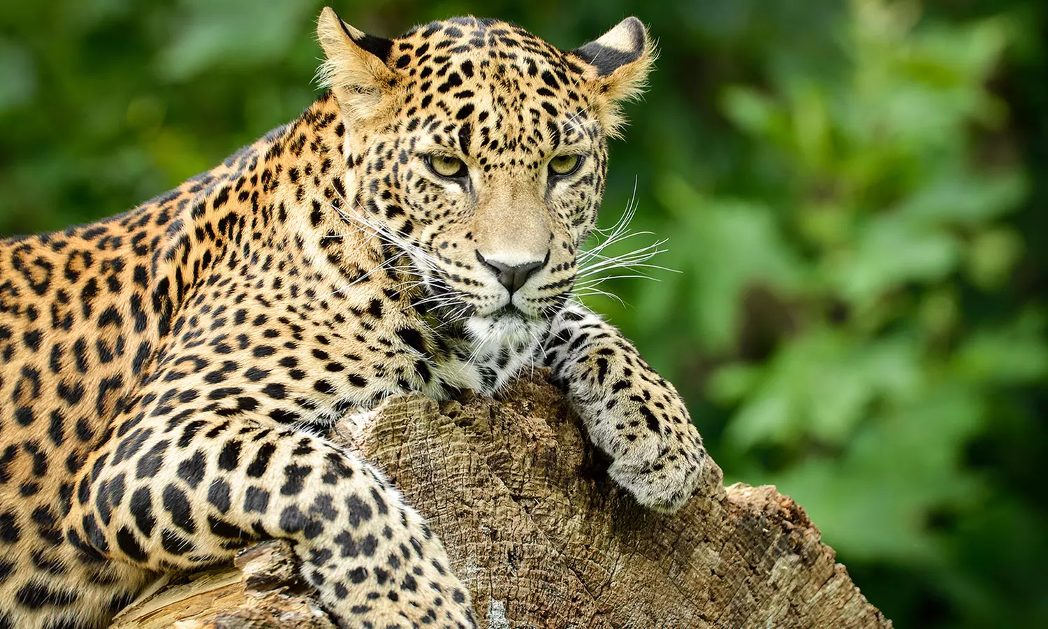 Découvrez plus de 300 animaux au zoo de Maubeuge