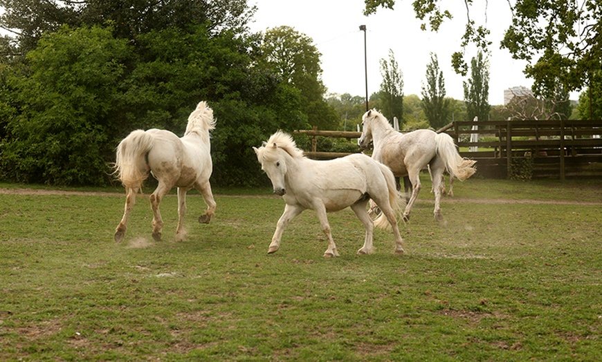 Image 3: Horse Riding With Hot Drink