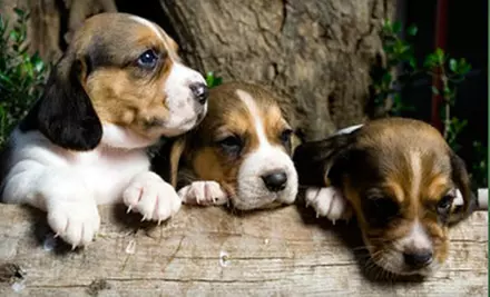 Night of Pet Boarding, Grooming for Dog or Cat, or One Month of Dog Training at The Pet School and Hotel (Up to 88% Off) - Primary Image