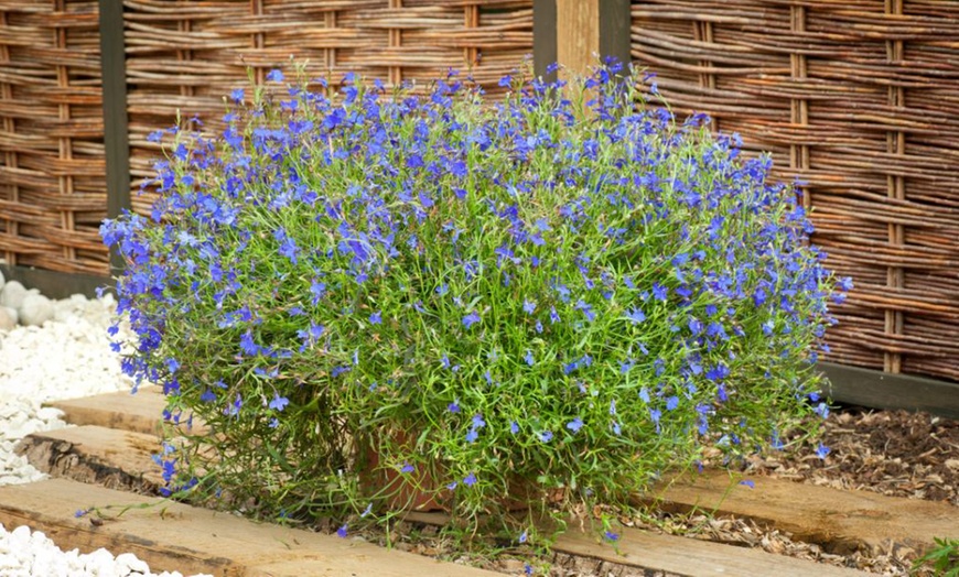 Image 2: Lobelia ‘Monsoon’ - 12, 36 or 72 Plants