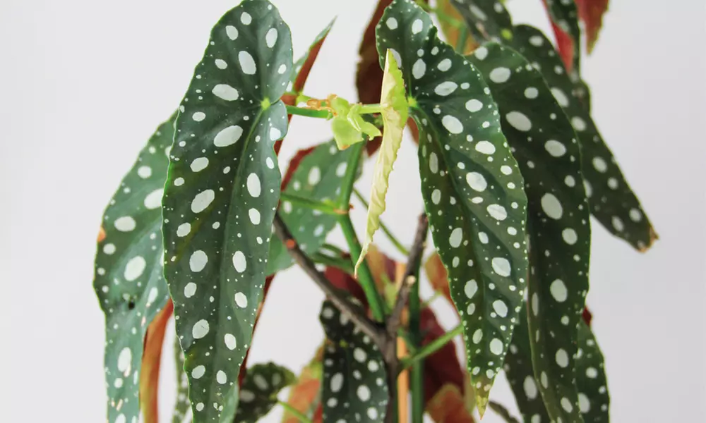 Mixed Easy Care Houseplants