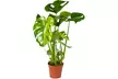 1 o 2 piante Monstera Deliciosa XL - Image 7