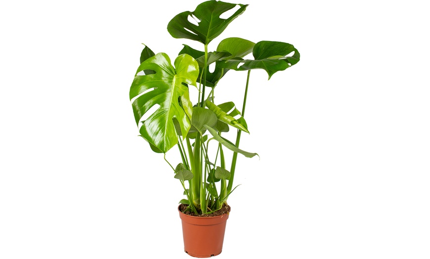 Image 7: Plante Monstera Deliciosa 