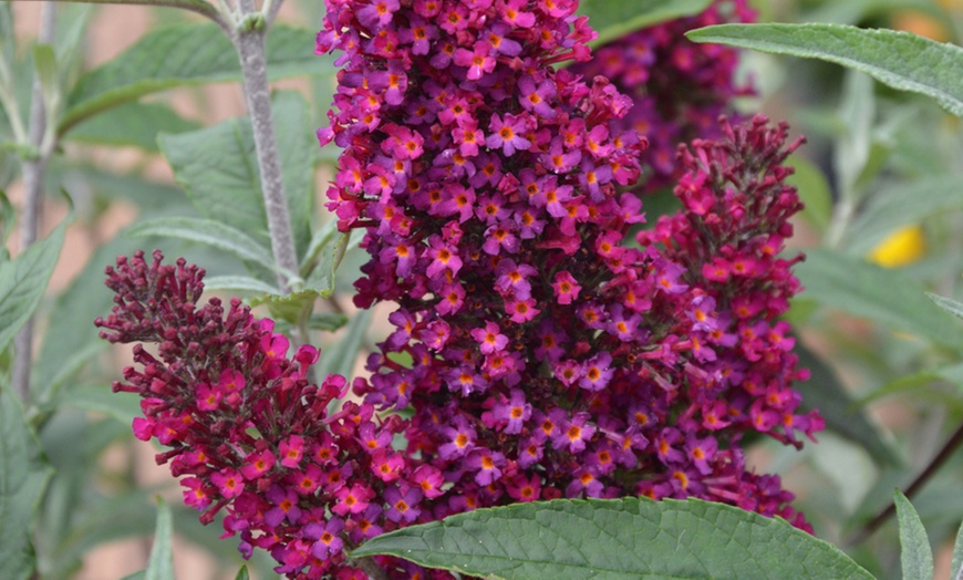 Image 2: One, Three or Six Buddleja Buzz Wine Plants