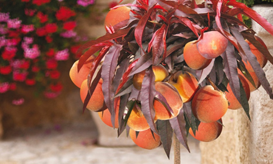 Image 4: Crimson Leaf Patio Peach Tree