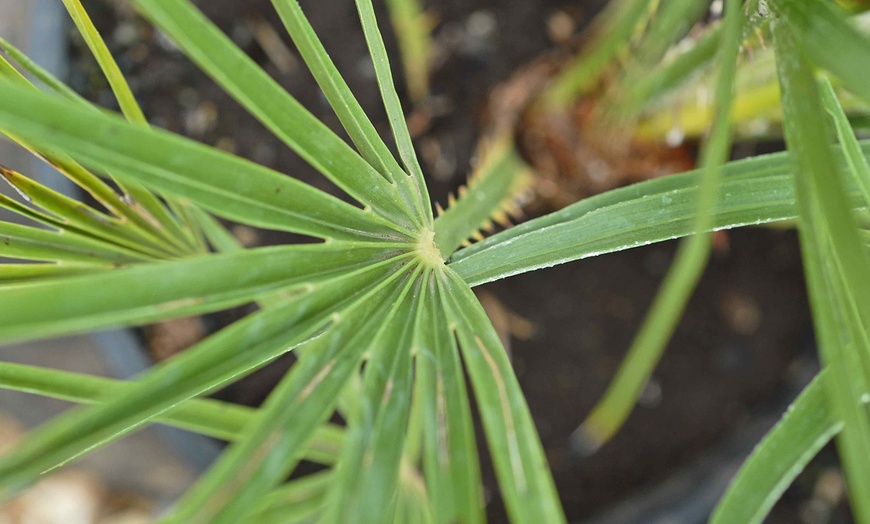 Image 3: One or Two Dwarf Fan Palm Tree Potted Plants