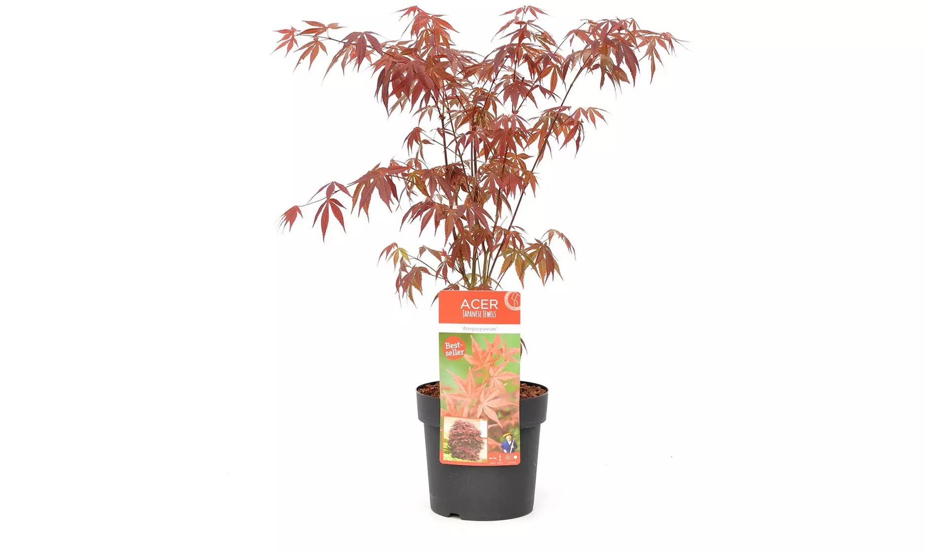Érables palmés acer palmatum, différentes variétés disponibles - Image 4