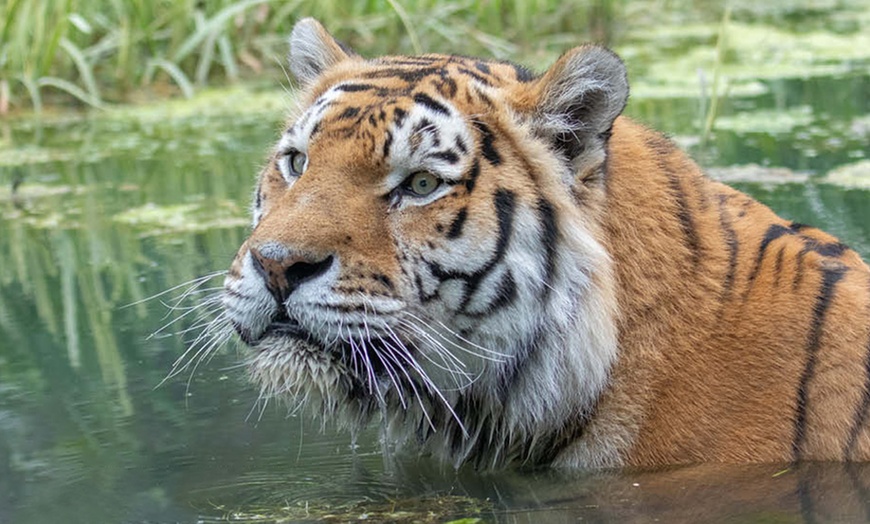 Image 2: Annual Membership at Banham Zoo