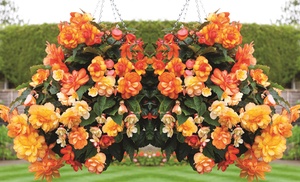 5, 10 or 20 Begonia Apricot Shades Plants