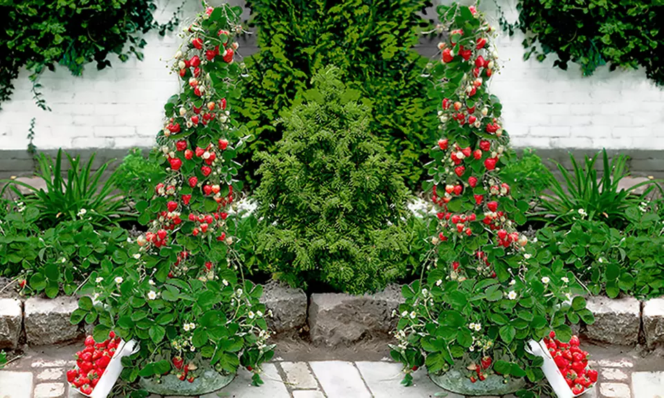 2er-, 3er- oder 4er-Pflanzen-Set Kletter-Erdbeere „Hummi” - Primary Image