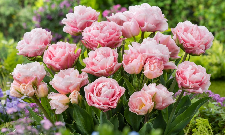 Image 3: Lot de fleurs bulbes à tulipes 'Tulipa Dreamer'