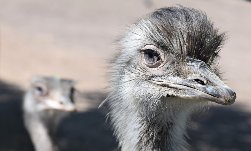 Image 6: ZOO Borysew: ulgowy lub normalny bilet wstępu