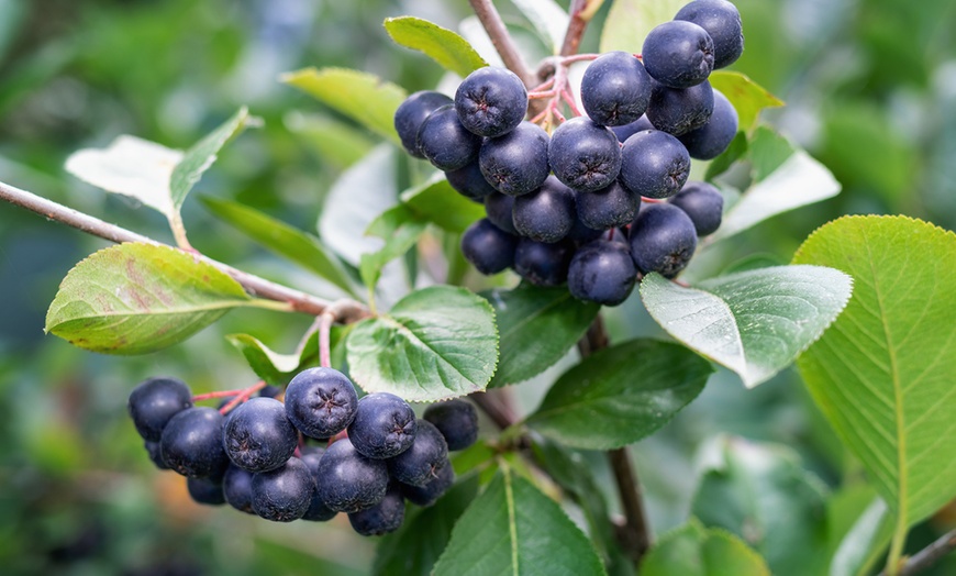 Image 4: Aronia Berry Nero 2L Plant