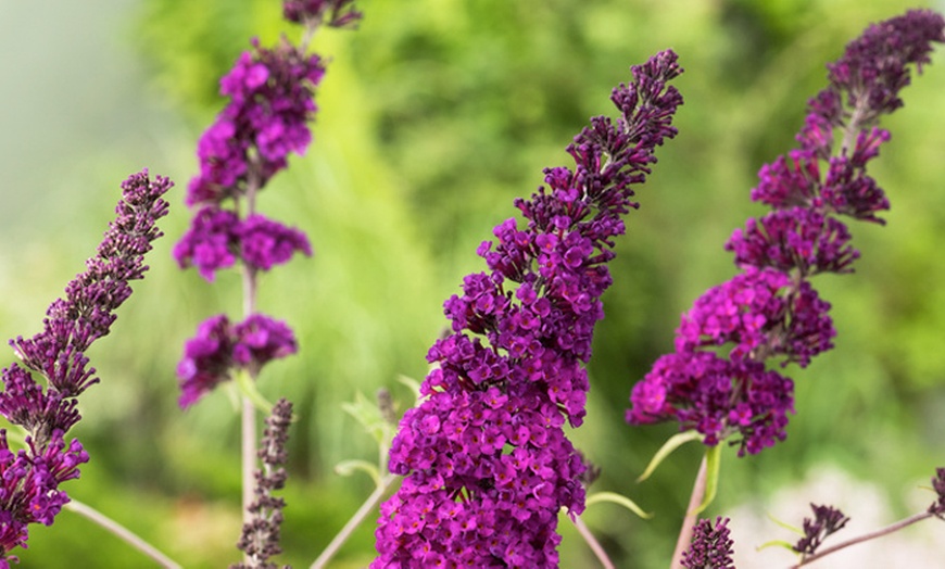 Image 8: Set van 3 of 8 OH2 Buddleja Davidii planten
