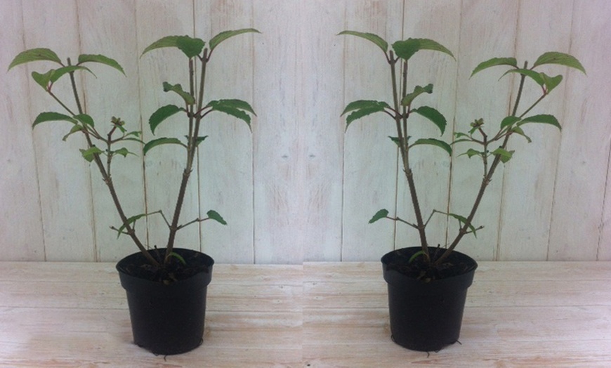 Image 4: Viburnum Kilimanjaro Sunrise Plants