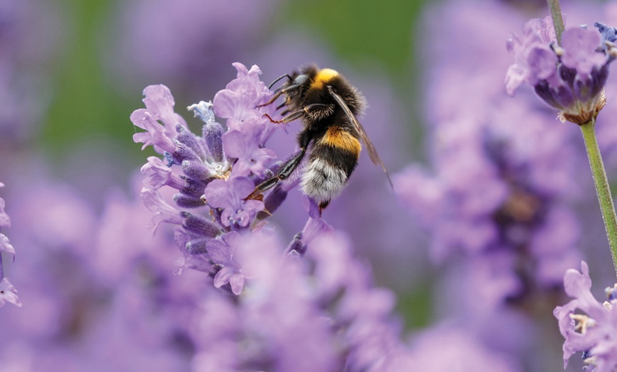 Image 2: 5, 10, 15 or 20 Hardy English Lavender Plants