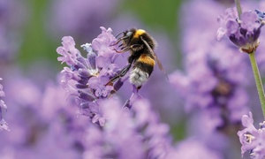  English Lavender 