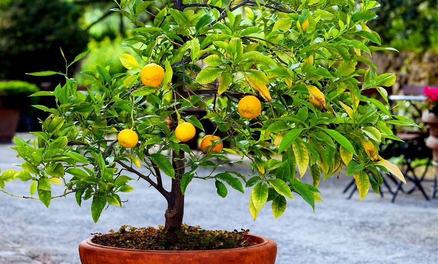 Image 2: Citrus Tree Mix Plants