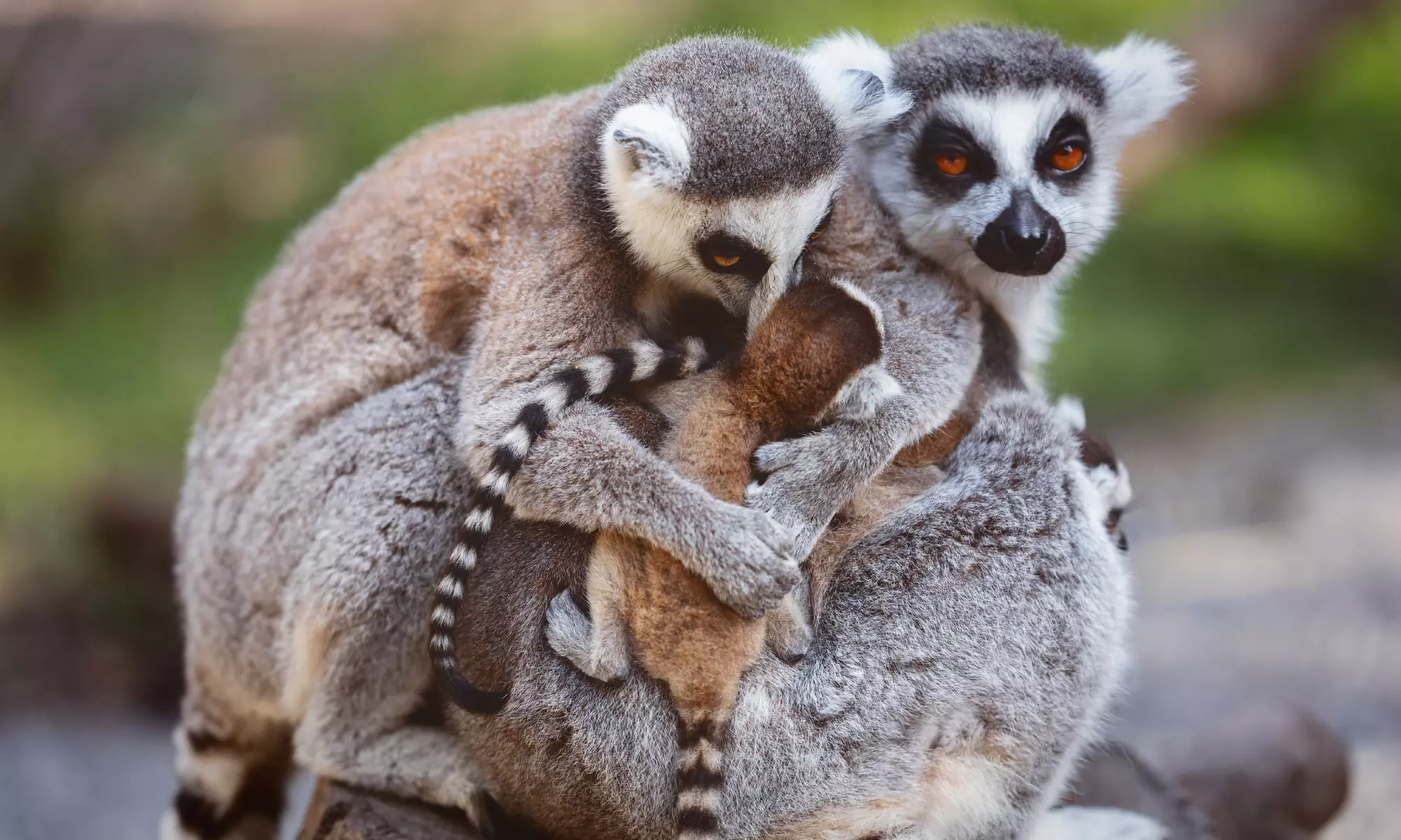 Get Up Close with Mini Animals in a Junior Zookeeper Experience for 2