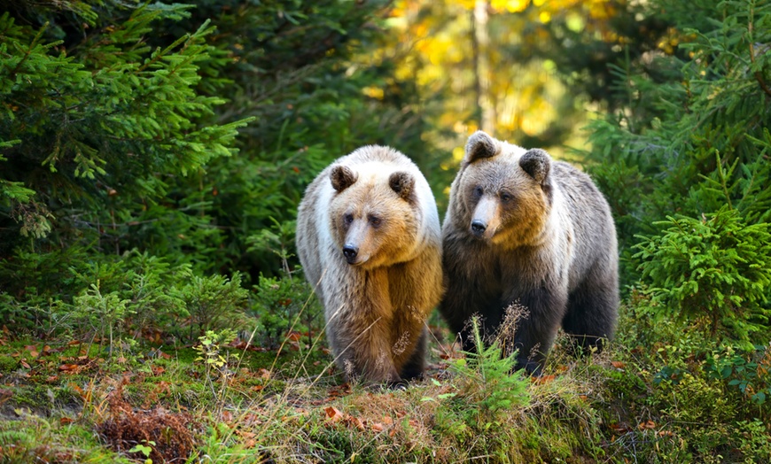 Image 11: Billet PassHan avec accès aux Grottes de Han et au Parc Animalier