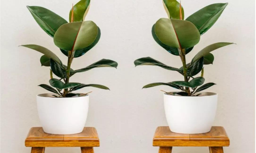 Ficus elastica - Primary Image