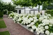 Upto Three Mixed Potted White Hydrangea Varieties - Second Medium