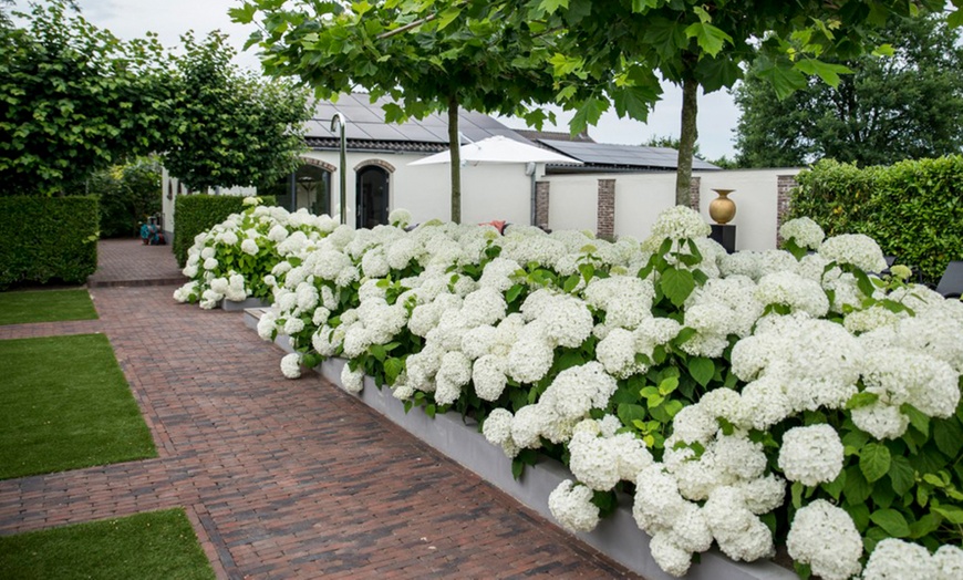 Image 2: Upto Three Mixed Potted White Hydrangea Varieties