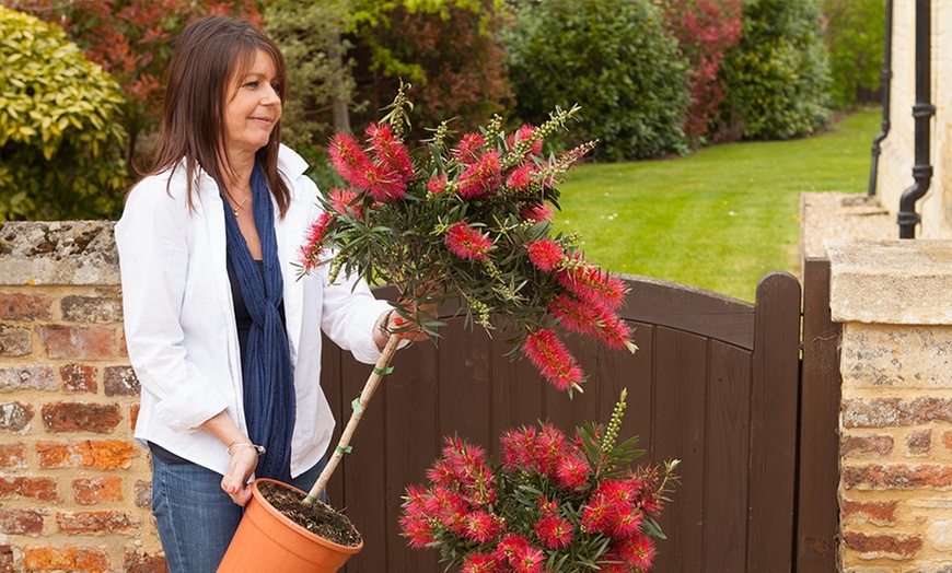 Image 3: Callistemon Bottlebrush Standard