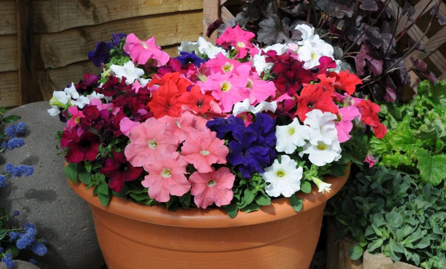 Image 18: Pack of 15 Garden Ready Mixed Variety Petunia Plants
