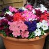 Image 18: Pack of 15 Garden Ready Mixed Variety Petunia Plants