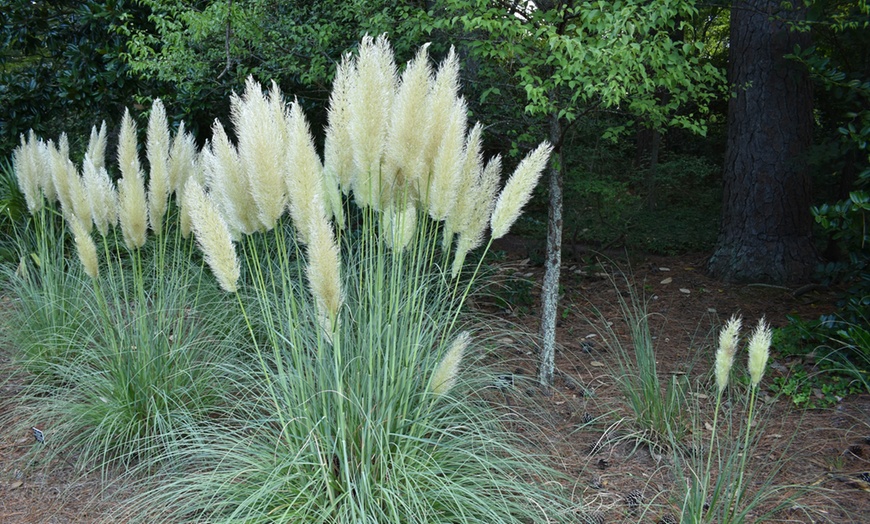 Image 3: XL Ornamental Dwarf Pampas Grass
