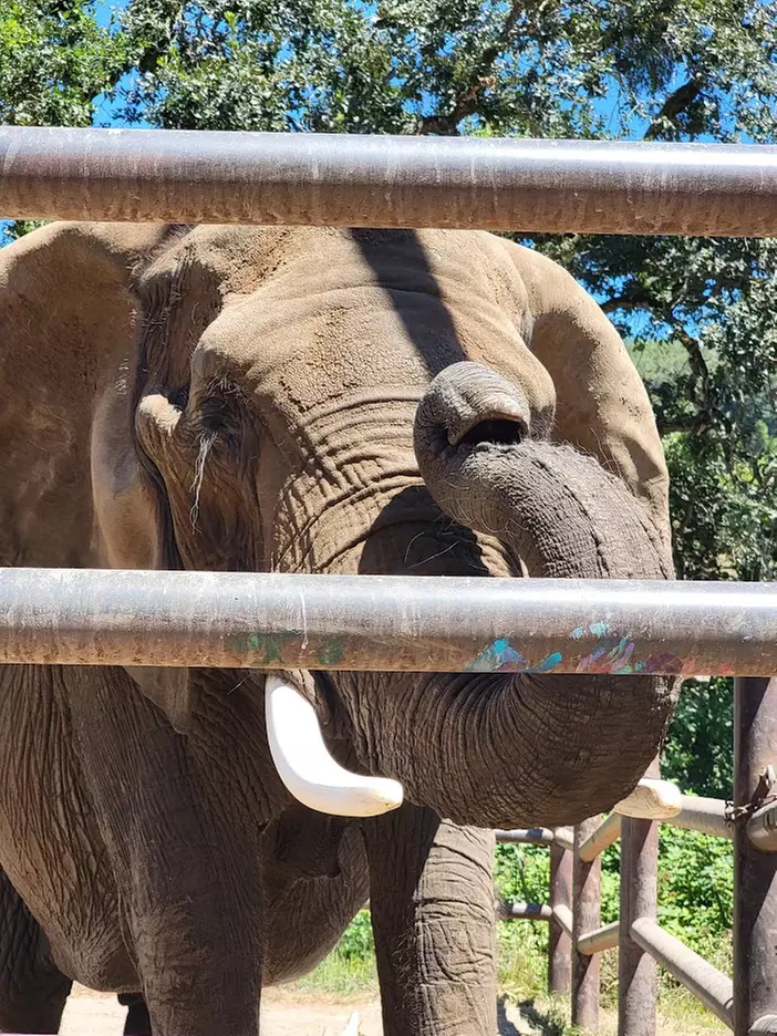 Animal Encounters at Wildlife Safari 