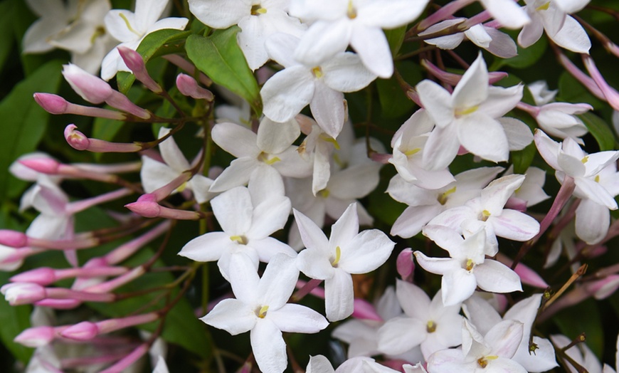 Image 1: One or Two Jasminum Polyanthum 'Starry Starry Summer Night' Climbers