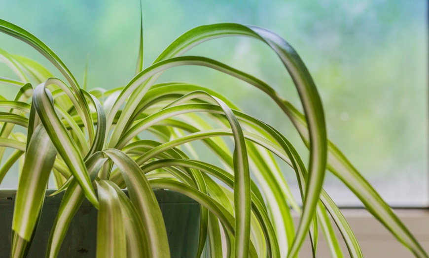 Jusqu'à 43% Plante Araignée Variegatum 