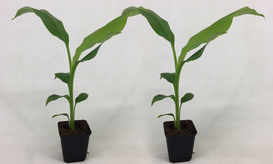 Image 8: One or Two Japanese Banana Potted Plants