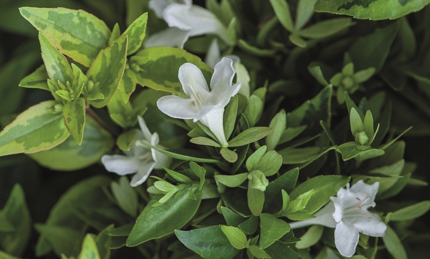 Image 6: Up To Three Fragrant Shrub 'Abelia Kaleidoscope' Plants