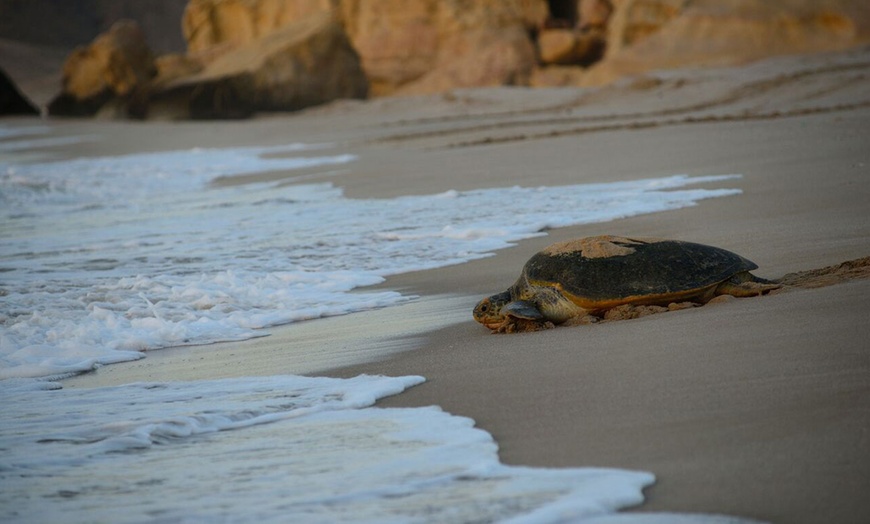 Image 7: Oman: Up to 2 Nights with Museum Entry