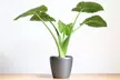 Lot de 2 Alocasia oreille d'éléphant - Second Medium