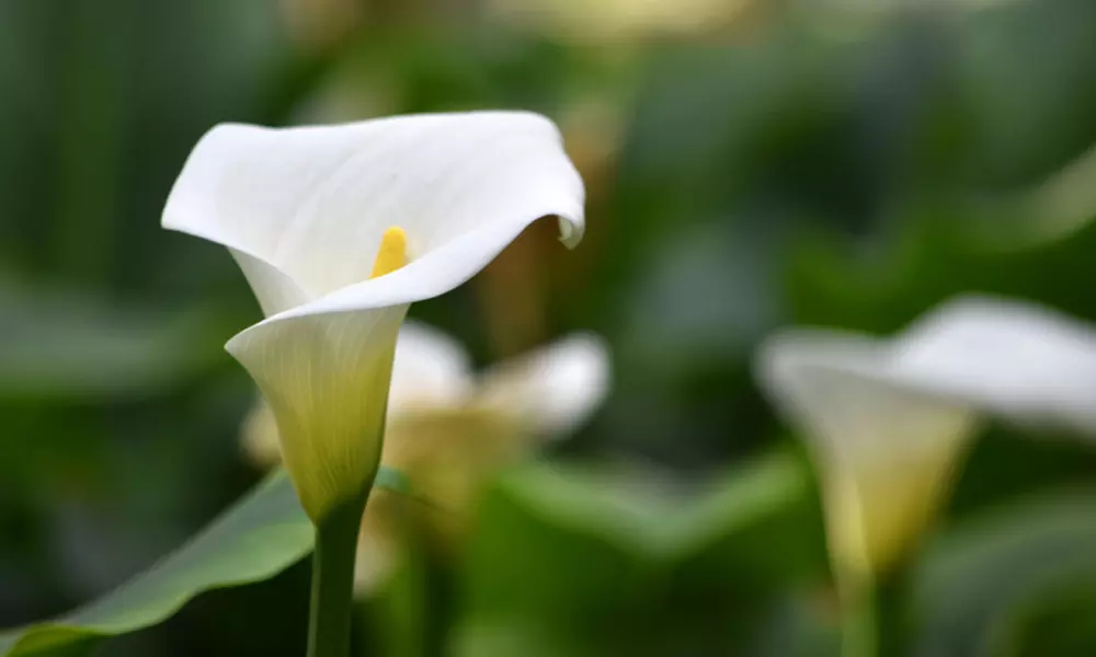 Giant Calla Lily Bulbs (5-Pack) - Second Medium