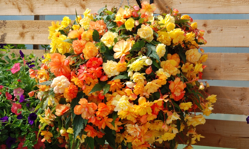 Image 5: One or Two Begonia Apricot Shades Preplanted Hanging Baskets