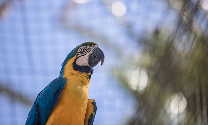 Image 7: Entrada a Cocodrilo Park Zoo para niños y adultos con comida y bebida