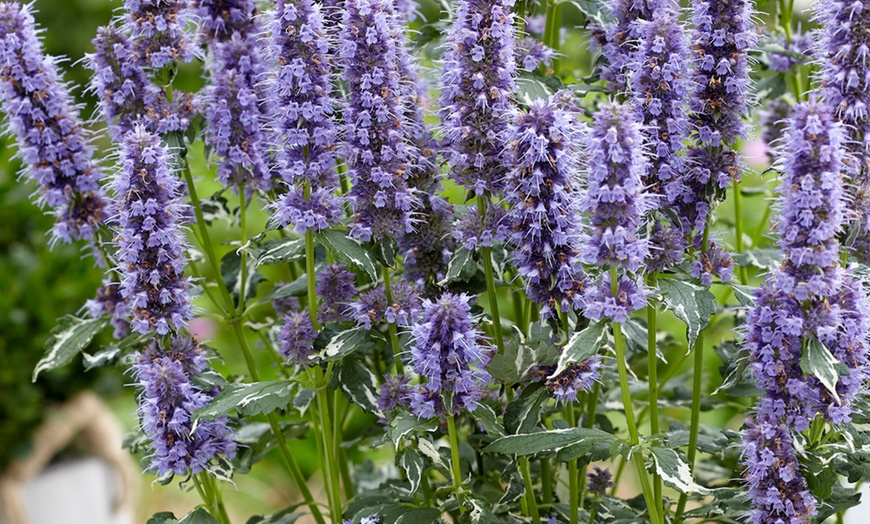 Image 2: One, Two or Three Agastache Crazy Fortune Plants